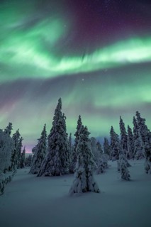 Northern lights over winter landscape, snow-covered trees, Riisitunturi National Park, Posio,