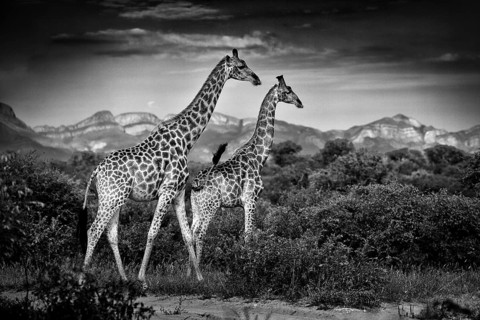 Two giraffes with Drakensberg mountain. Vegetation with big animals. Wildlife scene from nature.