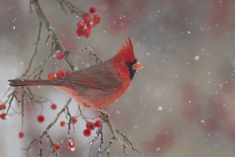 Northern Cardinal (Cardinalis cardinalis) male, Ohio, USA