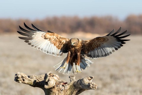 Western Marsh Harrier (Circus aeruginosus) male approaching a stump, Castile-La Mancha, Spain