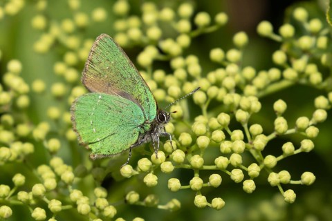 Green hairstreak butterfly (Callophrys rubi) adult insect on flower buds in spring, Suffolk,
