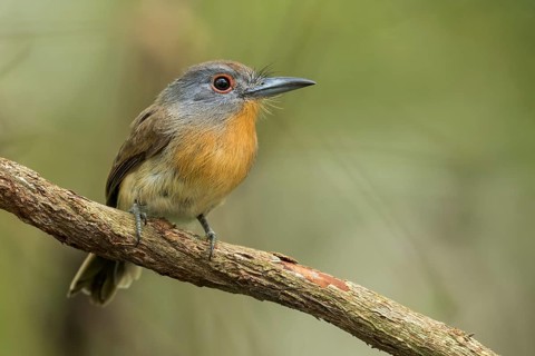 Grey-cheeked Nunlet (Nonnula frontalis) perched on a branch in Panama