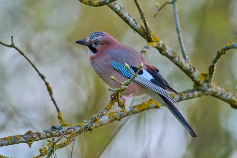 Profile view of a jay sitting quietly on a branch, jay (Garrulus glandarius), spring, bird island,