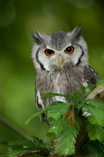 Northern White-faced Owl (Ptilopsis leucotis) captive, Germany
