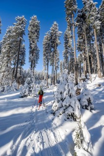Ski tourer in snowy winter forest, ascent to Teufelstättkopf, Snowy mountain landscape, Ammergau