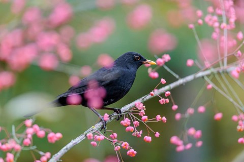 A common blackbird (Turdus merula) sits in a European spindle tree (Euonymus europaeus), and eats