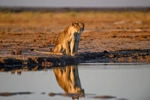Two lionesses (Panthera leo) in the morning light at the Nxai Pan waterhole, Nxai Pan National