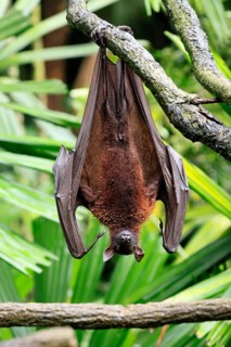Kalong flying fox (Pteropus vampyrus), adult, resting, in sleeping tree, during the day, Singapore,