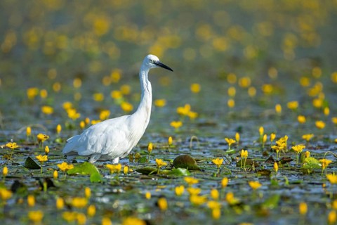 Little Egret (Egretta garzetta) Hungary