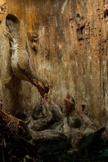 Eurasian Wryneck (Jynx torquilla) feeding chicks in nesting box, Saxony, Germany