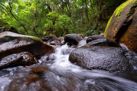 Mhlwazini River flows through thick forest, original mountain forest, Rainbow Gorge,