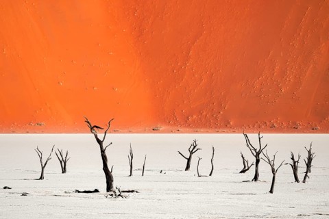 Dead camel thorn trees (Vachellia erioloba), red sand dunes, white salt pan, Dead Vlei, Sossusvlei,