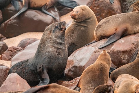 Seal colony, fur seal, Cape fur seal (Arctocephalus pusillus), Cape Cross, Atlantic coast, Namibia