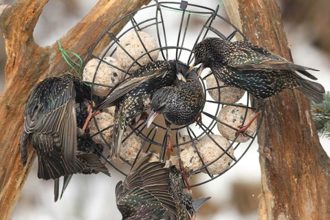 Starling (Sturnus vulgaris) at winter feeding in the forest, Allgäu, Bavaria, Germany, Allgäu,