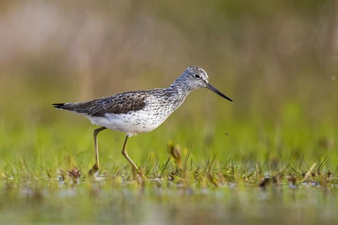 Common Greenshank (Tringa nebularia), North Rhine-Westphalia, Germany
