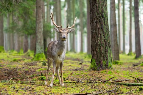 European fallow deer (Dama dama) buck in a forest in autumn, Bavaria, Germany