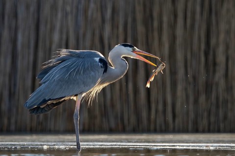 Grey Heron (Ardea cinerea) with fish prey in beak, Pusztaszer, Hungary
