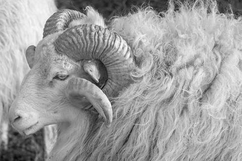 Sheep, male horned Moorschnucke (Ovis aries), black and white, Rehna, Mecklenburg-Vorpommern,