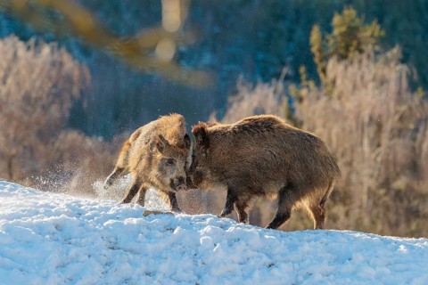 Two young wild boars (Sus scrofa) wrestle with each other in the backlight of the sun in a clearing