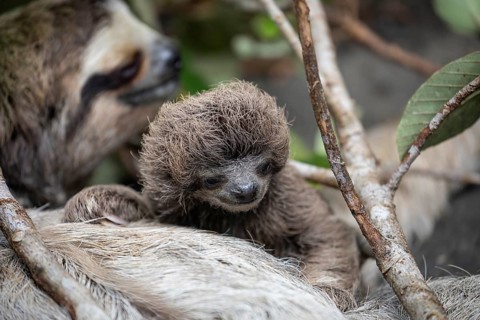 Close up of a cute baby three-toed sloth (Bradypus variegatus) resting on its mother's belly.