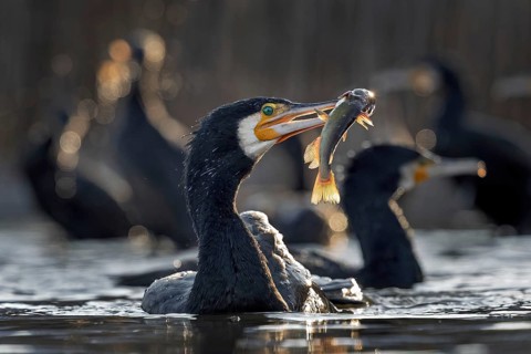 Cormorant (Phalacrocorax carbo) with catfish as prey, hunting, fishing, successful, Black bullhead