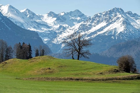 Group of trees, snow-covered mountains of the Allgäu Alps, near Schöllang, Oberallgäu, Allgäu,