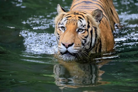 Malaysia tiger (Panthera tigris jacksoni), adult, in water, alert, Malaysia, Southeast Asia