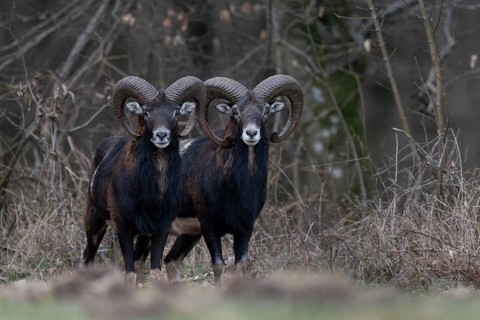 Mouflon (Ovis gmelini), Bitburg, Rhineland-Palatinate, Germany