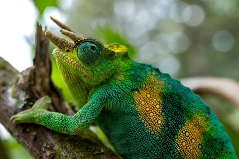 Three-horned chameleon (Trioceros jacksonii), male, Bwindi Impenetrable Forest National Park,