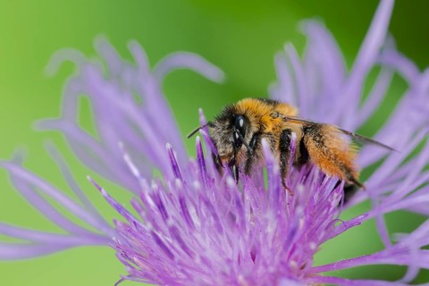 Brown-rumped trouser bee (Dasypoda hirtipes) on knapweed flower, Lower Saxony, Germany