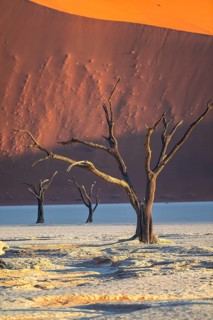 Dead camel thorn trees (Vachellia erioloba), red sand dunes, white salt pan, Dead Vlei, Sossusvlei,