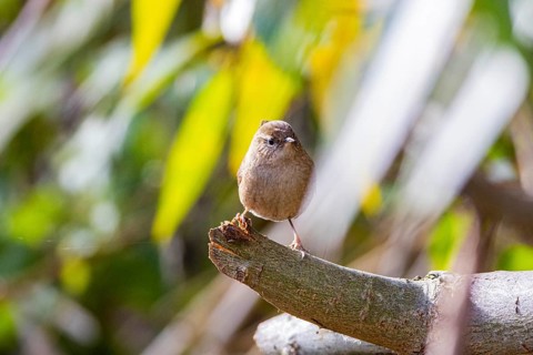 Wren (troglodytes troglodytes) Germany