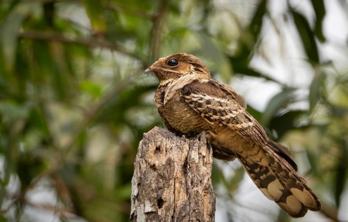 Large-tailed nightjar (Caprimulgus macrurus) on a tree branch, sreepur, Gazipur, bangladesh