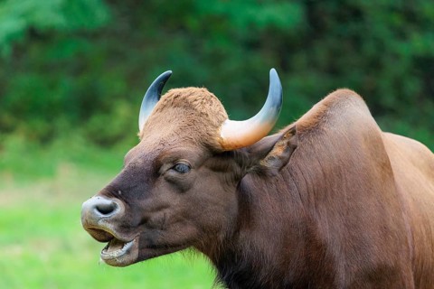 Portrait of a male Gaur (Bos gaurus gaurus) on a pasture. Indian subcontinent and Southeast Asia