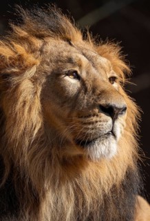 Asiatic Lion (Panthera leo persica), male, portrait, occurring in India, captive