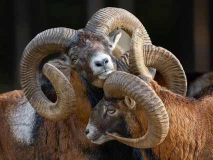 Two grouches have wedged their horns, North Rhine-Westphalia, Germany