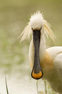 Eurasian Spoonbill (Platalea leucorodia), Serbia