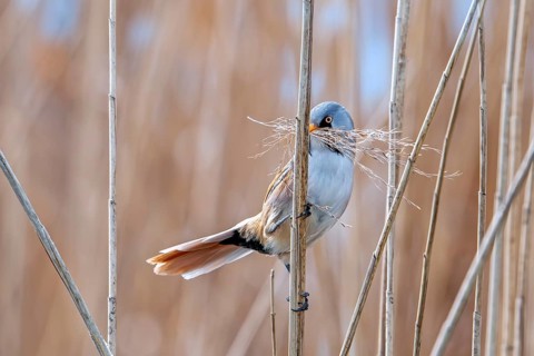 Bearded reedling, bearded tit (Panurus biarmicus) male collecting seed heads in beak as nesting