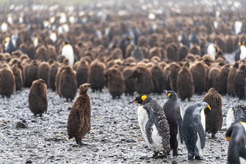 King penguins (Aptenodytes patagonicus), adults and chicks in brown down plumage, colony in the