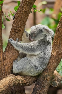 Koala (Phascolarctos cinereus) sitting on a tree, captive, distribution South Australia, Australia,