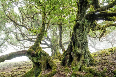 Laurel trees (Laurus nobilis) on Madeira, Fanal, Madeira, Portugal