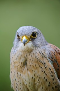 Common kestrel (Falco tinnunculus), male, portrait, North Rhine-Westphalia, Germany
