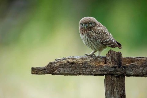 Little owl (Athene noctua), Vechta, Lower Saxony, Germany