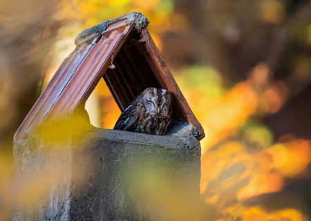 Tawny owl (Strix aluco) adult bird resting at its daytime roost in a chimney in a colourful autumn