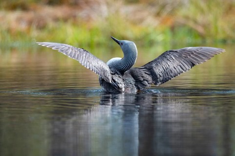 Red-throated diver (Gavia stellata) in breeding plumage on a lake in Sweden, Knuthöjdsmossen,