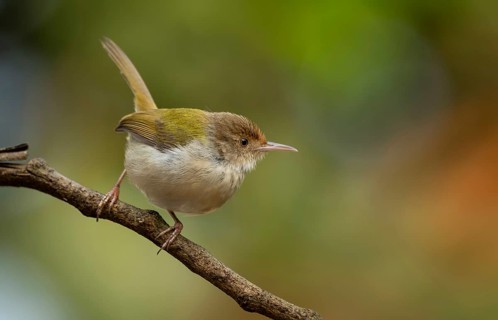 Common Tailorbird (Orthotomus sutorius) perched on a slender branch, Sreepur, Gazipur, bangladesh