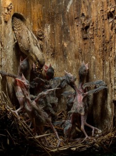 Eurasian Wryneck (Jynx torquilla) feeding chicks in nesting box, Saxony, Germany