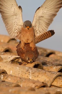 Lesser Kestrel (Falco naumanni), pair mating, Castile-La Mancha