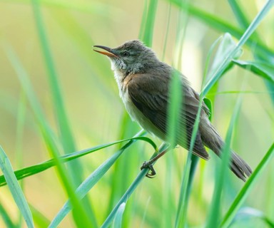 Reed warbler (Acrocephalus arundinaceus) on a reed stem, reed (Phragmites australis), Lower Saxony,