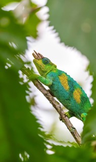 Three-horned chameleon (Trioceros jacksonii), male, between leaves on a branch, Bwindi Impenetrable